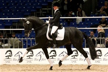 Fürstenball fra sit ridt i Herning 2011.