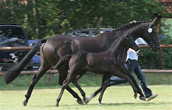 Klik på billedet og se Totima 7 dage gammel