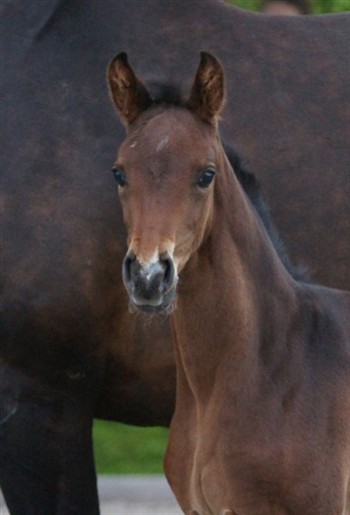 Præmieføl efter Fürstenball/Bergamon tilhørende HP Horses