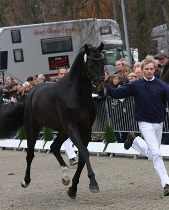 Vectha 2010 unghingst efter Hoftanz/Diamond Hit/Lord Liberty.